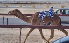 A view from the camel race track at Al Shahaniya