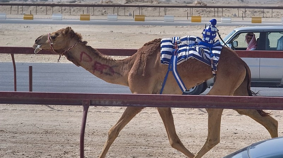 A view from the camel race track at Al Shahaniya