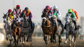 جانب من سباق كأس الديبل للخيل المهجنة الأصيلة إنتاج محلي