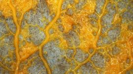 الفطر الأصفر