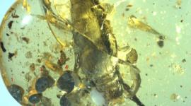 الحلزون المتحجر