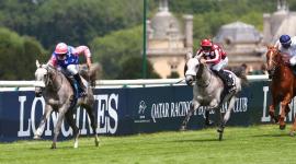 المهر "أوغار دو لاردو" بطل داربي قطر للخيل العربية الأصيلة عمر 4 سنوات