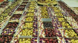 انطلاق فعاليات مهرجان الرطب المحلي