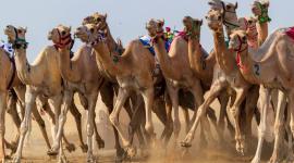 الهجن القطرية في المهرجان السعودي