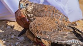 إجراء تصفيات آخر مجموعات مسابقة "الطلع" في بطولة رأس لفان للصقور