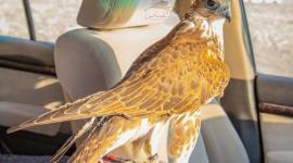 انطلاق بطولة جمعية القناص 2021 بمسابقة "الطلع"