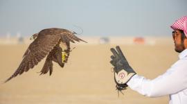 من فعاليات البطولة