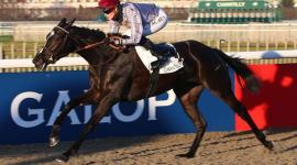 المهرة صباحية