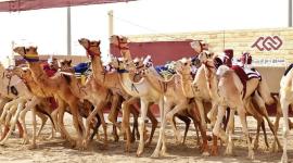 جانب من السباقات