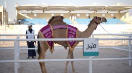 انطلاقة قوية لمنافسات الأصايل الدولية بمهرجان قطر للإبل