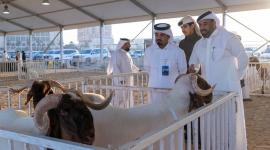 مشاركة متزايدة وحضور واسع في مهرجان حلال قطر