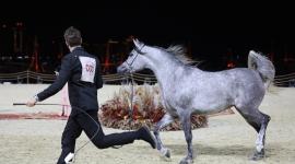 نجاح كبير لمزاد الخيل ضمن مهرجان كتارا الدولي للخيل العربية