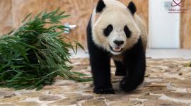 الباندا العملاق