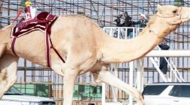 جانب من مهرجان الملك عبدالعزيز للإبل