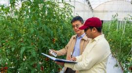 خلال دراسة بعض الانواع من الطماطم