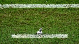 الحمامة المقبوض عليها