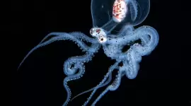 صورة للأخطبوط النادر الذي يشبه كائن الفضاء الخرافي