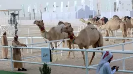 جانب من المنافسات