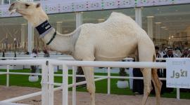 جانب من المهرجان