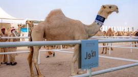 رثوان الدوسري