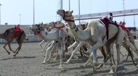 جانب من المنافسات