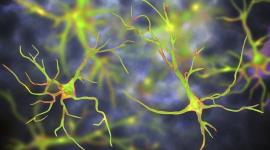 الخلايا النجمية