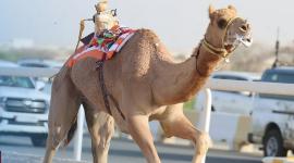 جانب من المنافسات