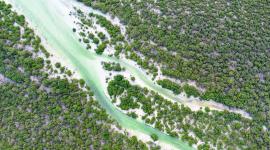 غابات المانجروف في قطر