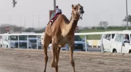 جانب من المنافسات