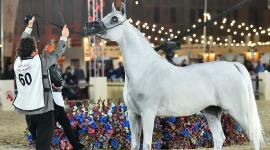 المهرة زنوبيا الوعب "صورة أرشيفية"