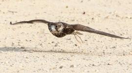 جانب من المنافسات