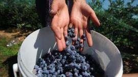 التوت الأزرق