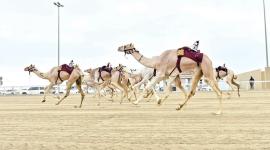 جانب من المنافسات