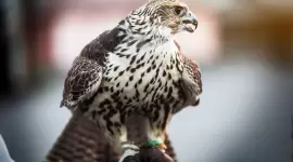 الصيد بالصقور في الخليج وقطر