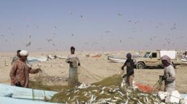 صيد الأسماك في الخليج وقطر