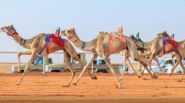 جانب من المنافسات