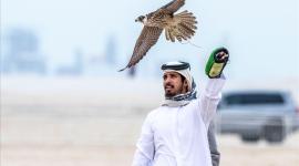 تربية الصقور في الخليج وقطر