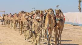 مهرجان قطر الثالث للإبل "صورة أرشيفية"