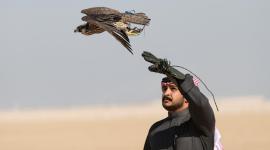 جانب من فعاليات مهرجان قطر الدولي للصقور والصيد