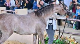 بطولة سوق واقف الدولية الخامسة للخيل العربية الأصيلة