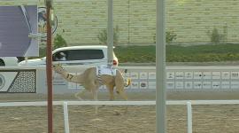 جانب من المنافسات