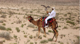 جانب من المنافسات