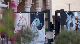 صورة من مهرجان كتارا الدولي للخيل العربية