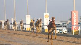 جانب من المنافسات