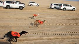 جانب من المنافسات