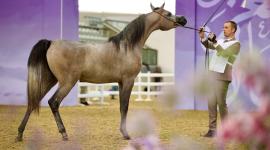 بطولة قطر لجمال الخيل العربية الأصيلة