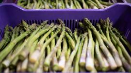 نبات الهليون