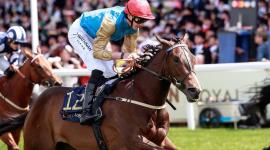 المهرة ليوفاني