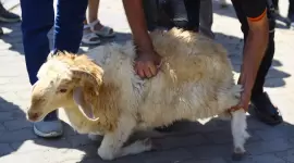 العالم الإسلامي يحتفل بعيد الأضحى المبارك هذا الشهر