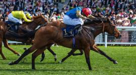 المهر حاتم خلال السباق